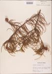 000003523-thumbnail.jpg