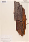 000003525-thumbnail.jpg