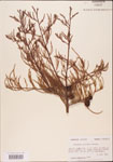000003526-thumbnail.jpg