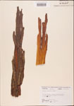 Taxodium