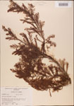 000003528-thumbnail.jpg