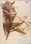 000003529-thumbnail.jpg