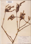 000003530-thumbnail.jpg
