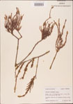 000003531-thumbnail.jpg