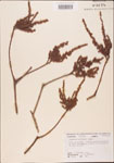 000003532-thumbnail.jpg