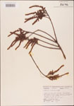 000003533-thumbnail.jpg