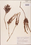 000003534-thumbnail.jpg