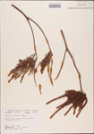 000003535-thumbnail.jpg