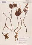 000003536-thumbnail.jpg