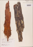 Taxodium