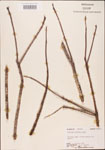 000003538-thumbnail.jpg