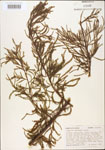 000003548-thumbnail.jpg