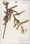 000003549-thumbnail.jpg
