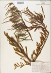 Taxodium