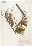 Taxodium