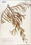 Taxodium