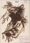 000003555-thumbnail.jpg