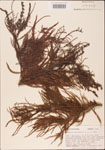 000003556-thumbnail.jpg