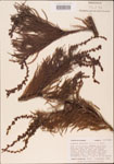 000003557-thumbnail.jpg
