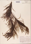 000003558-thumbnail.jpg