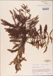 000003562-thumbnail.jpg