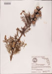 000003563-thumbnail.jpg