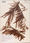 Taxodium