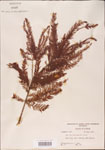 000003569-thumbnail.jpg