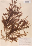 000003570-thumbnail.jpg