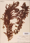000003571-thumbnail.jpg