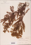 000003572-thumbnail.jpg