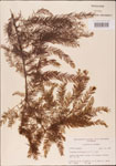 000003577-thumbnail.jpg