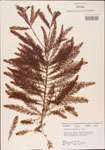 000003578-thumbnail.jpg