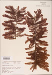 000003580-thumbnail.jpg