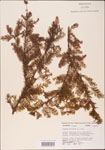 000003581-thumbnail.jpg