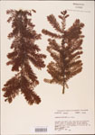 000003582-thumbnail.jpg