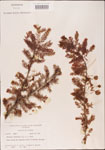 000003583-thumbnail.jpg