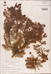 000003584-thumbnail.jpg