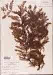 000003586-thumbnail.jpg