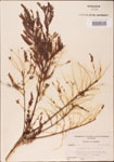 Taxodium