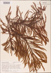 000003589-thumbnail.jpg