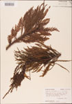 000003590-thumbnail.jpg