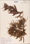 000003591-thumbnail.jpg