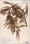 000003593-thumbnail.jpg