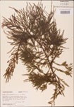 000003594-thumbnail.jpg