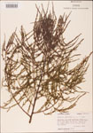 Taxodium