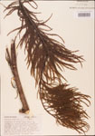 Taxodium