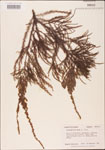 000003599-thumbnail.jpg