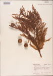 Taxodium