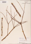 000003602-thumbnail.jpg
